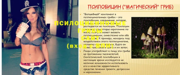 индика Новодвинск