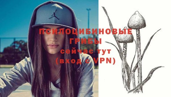 индика Новодвинск