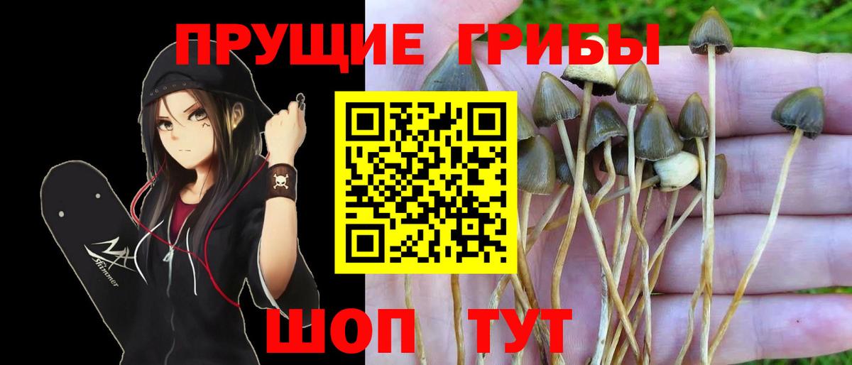 Псилоцибиновые грибы Psilocybe Алексин